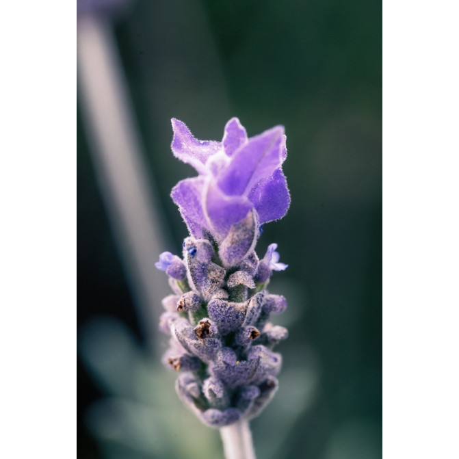 Eau de Lavande officinale