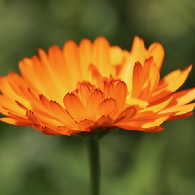 Calendula - souci des...
